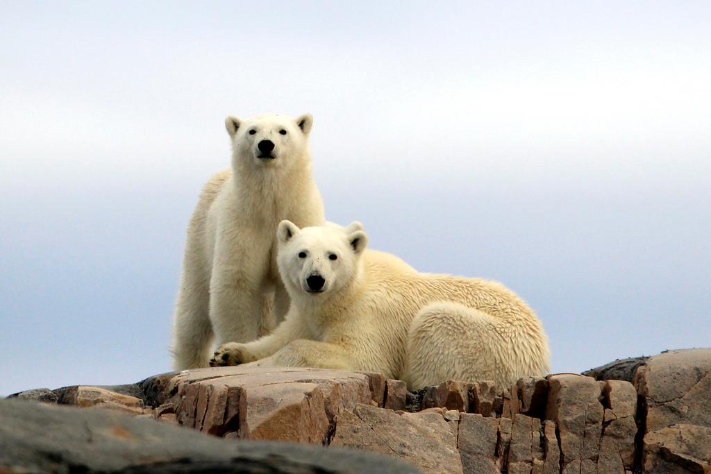 Radisson Blu Polar Hotel, Spitsbergen 4* Longyearbyen